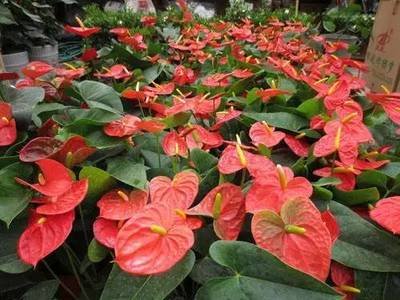 圓葉花燭