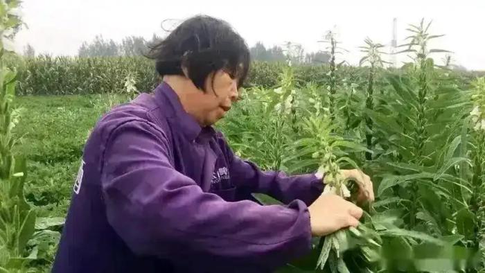 芝麻葉市場交易