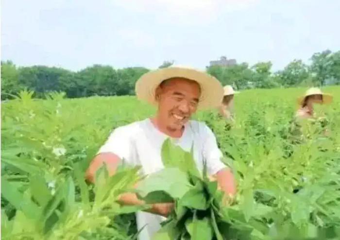 芝麻葉種植
